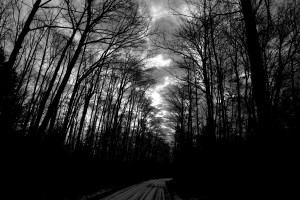 Black & White Trees